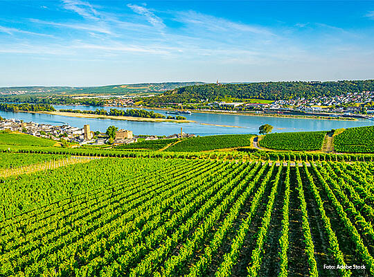 Schöner Ausblick auf die Weinreben in Achern