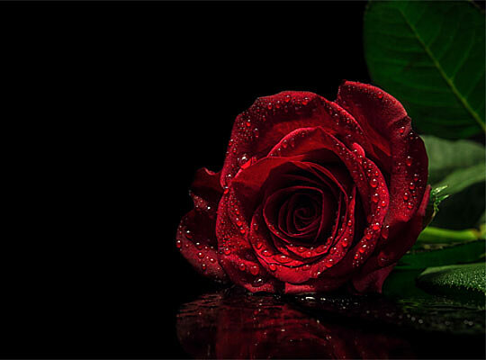 dunkelrote Rose mit Wassertropfen mit schwarzem Hintergrund