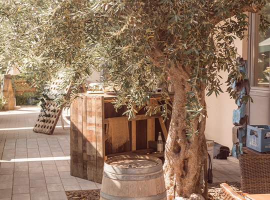 Großer Olivenbaum und Weinfässer werden im Außenbereich von der Sonne angestrahlt