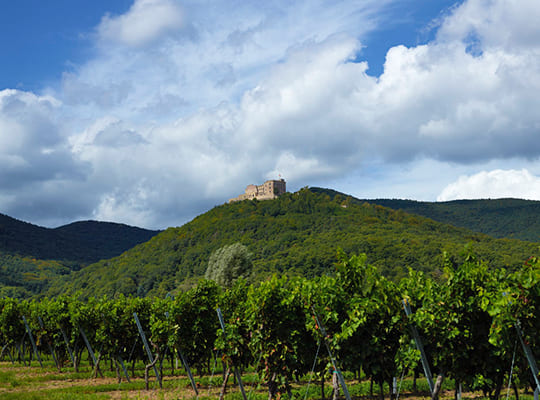 Blick von der Weinplantage auf das Schloss auf dem Berg bei wolkigem Himmel.